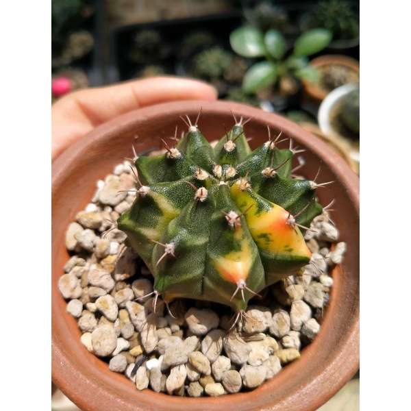 Jual Gymno Miha thailand varigata cantik pot 8cm | Shopee Indonesia
