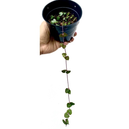 Jual STRING OF HEART SOH DENGAN POT | Shopee Indonesia