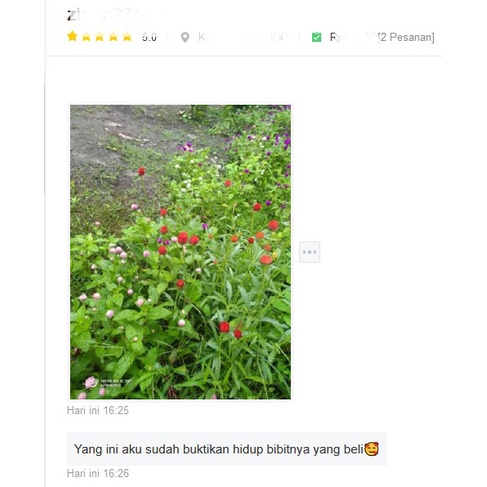 Jual 60 Biji Benih Bunga Kenop Merah Putih Pink Gomphrena Bunga Kancing ...