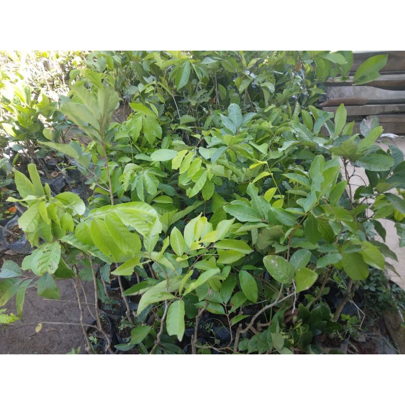 Jual bibit pohon rambutan siap tanam | Shopee Indonesia