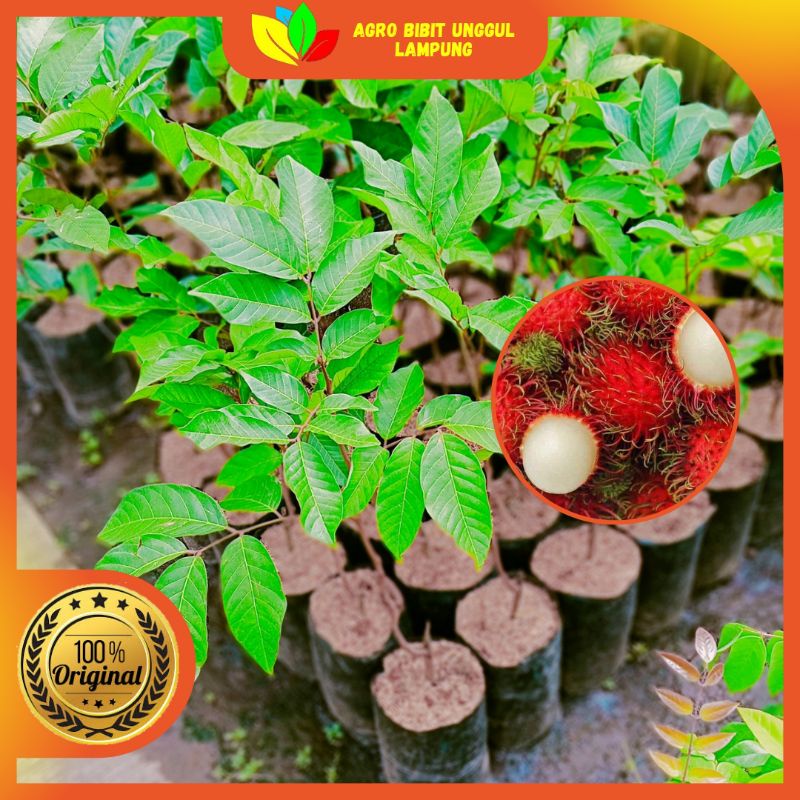 Jual Bibit Rambutan Binjai Asli Tanaman Okulasi Cepat Berbuah | Shopee ...
