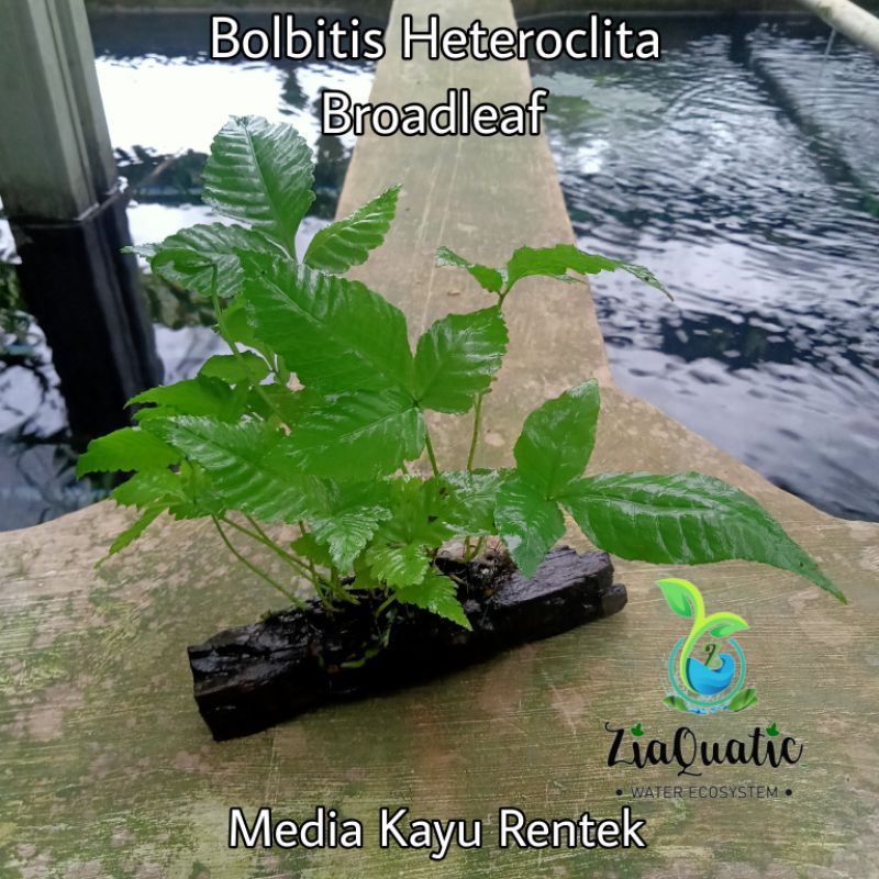 Jual Ornament Aquascape Bolbitis Heteroclita Broadleaf Media Kayu ...