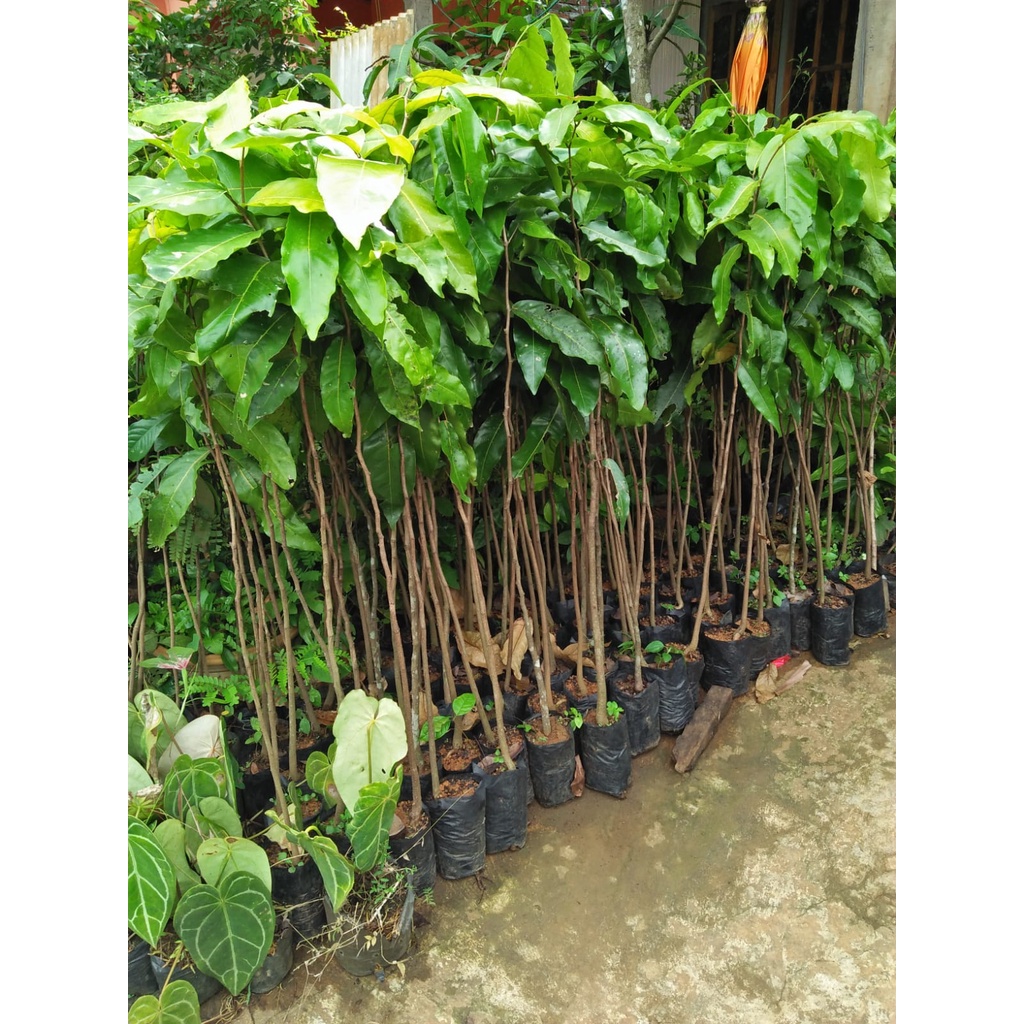Jual Bibit Gayam Tumbuhan Penghijauan Hida Bibit | Shopee Indonesia