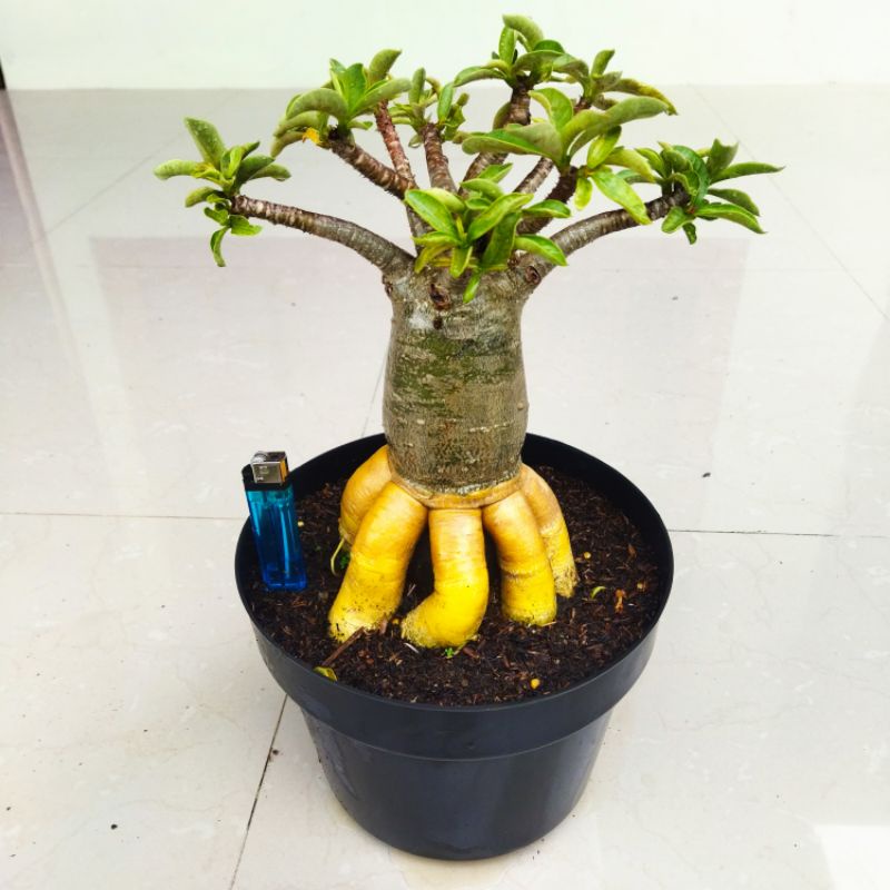 Jual ADENIUM THAISOCO GOLDEN ROOT | Shopee Indonesia