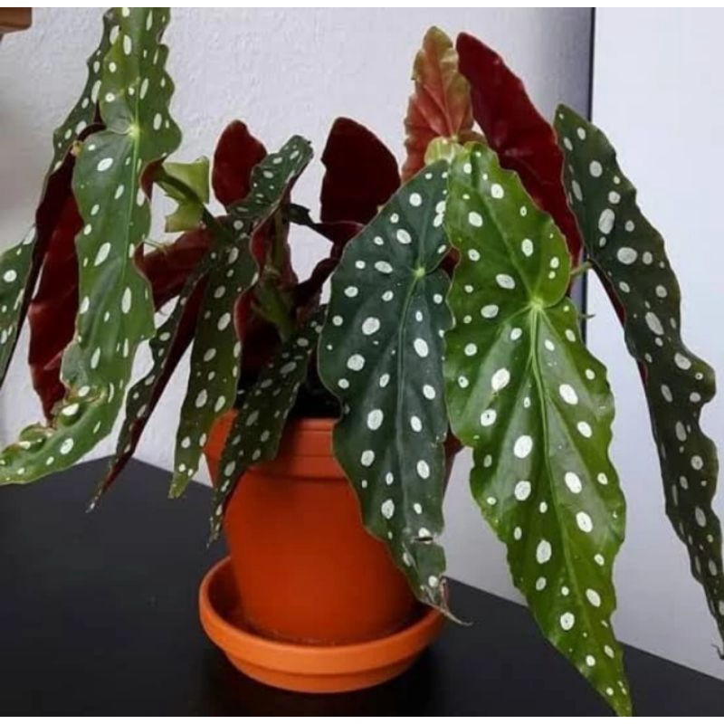 tanaman begonia polkadot stok super rimbun + pot