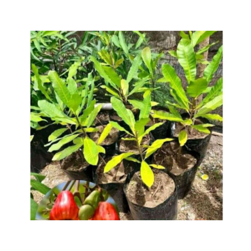 Bibit jambu mente