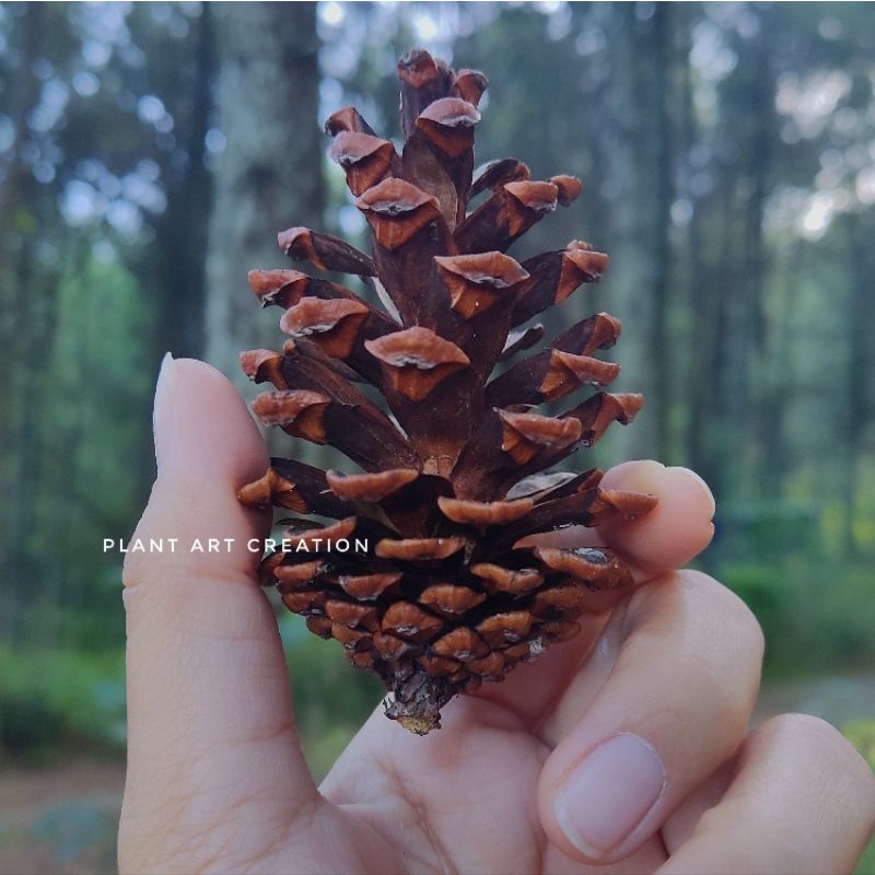 Jual Buah Bunga Pinus Strobilus Natural Kering DIY Art Crafter Bucket ...