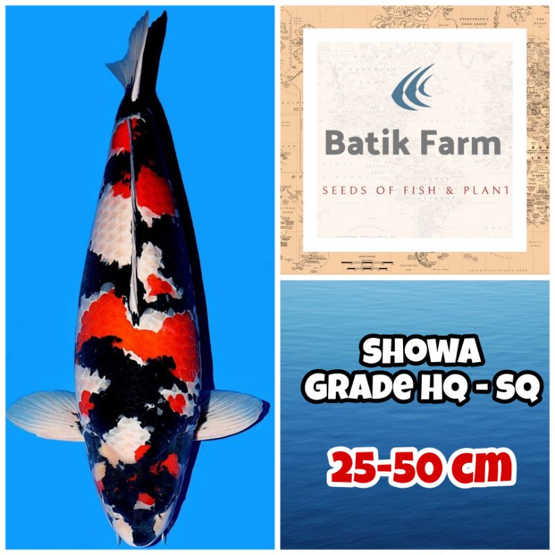 Jual Ikan Koi Showa - Grade HQ-SQ - Koi Showa - Ikan Koi Blitar - Koi ...