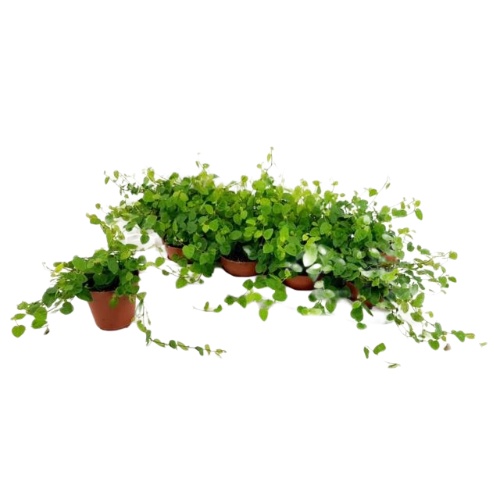 Jual Tanaman Dolar Rambat Daun Kecil Ficus Pumila Repens / Tanaman ...