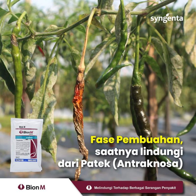 Jual Fungisida Bion M Wp Gr Shopee Indonesia