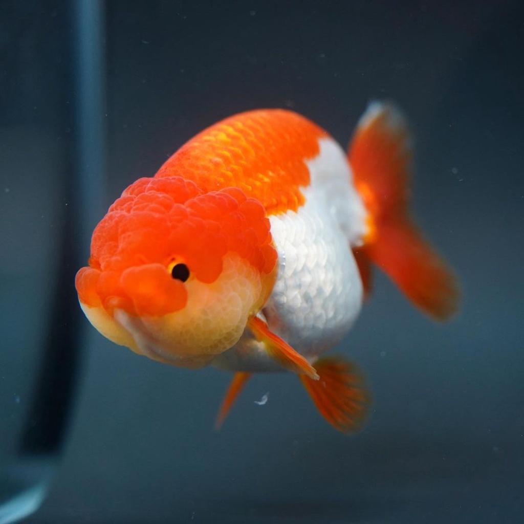 Jual Rancu lionchu red white kualitas / ikan mas koki rancu kualitas ...