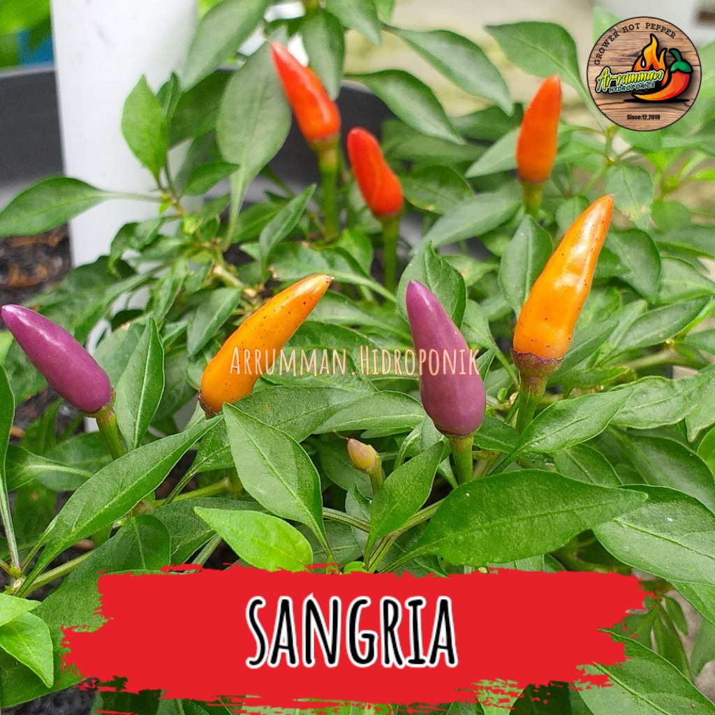 Jual Biji Cabe Pelangi Sangria-jenis cabe mini-isi 12 biji-bisa di ...