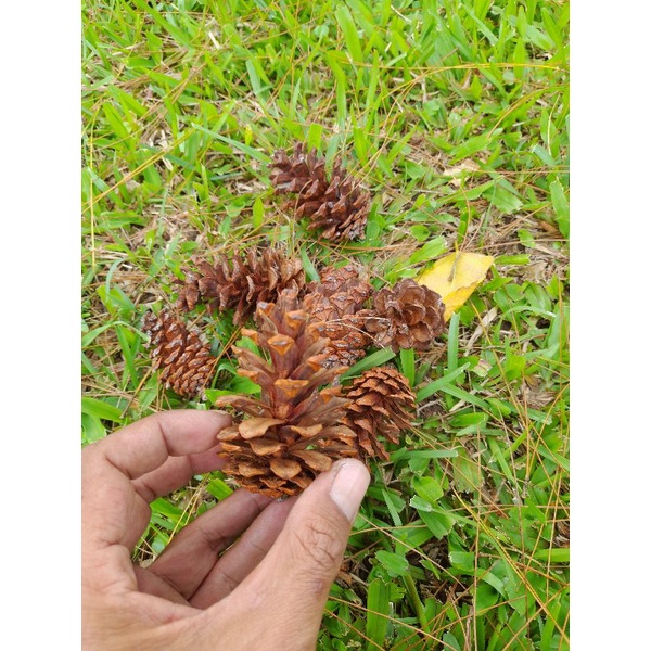 Jual bunga pinus kering / pinecone bahan dekorasi rustik | Shopee Indonesia