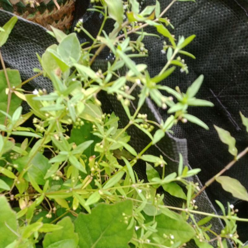 Jual Benih biji rumput mutiara 50 biji | Shopee Indonesia