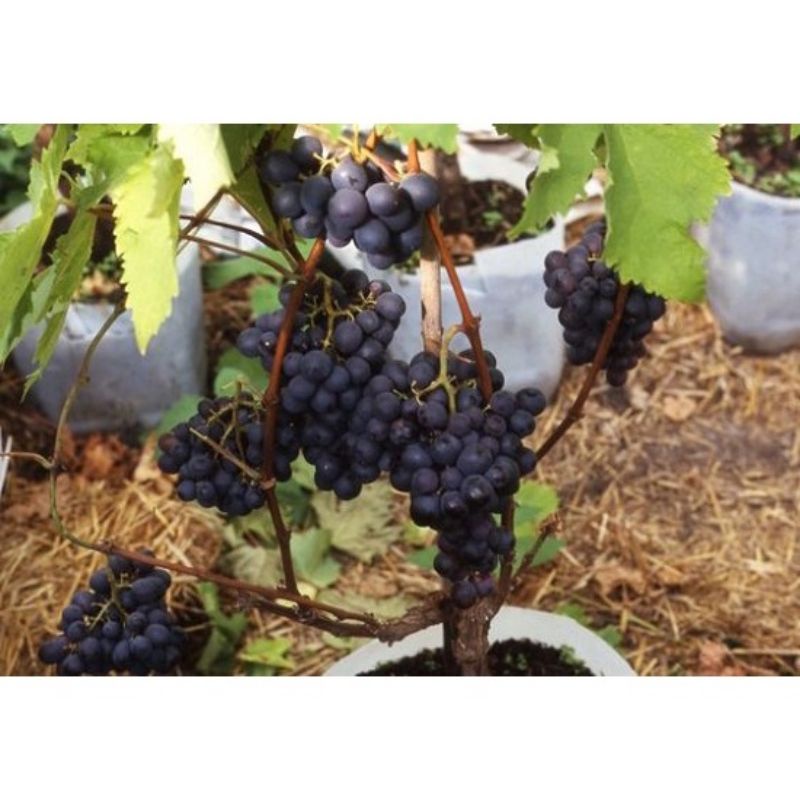 Jual Bibit anggur HITAM super JUMBO mudah berbuah | Shopee Indonesia