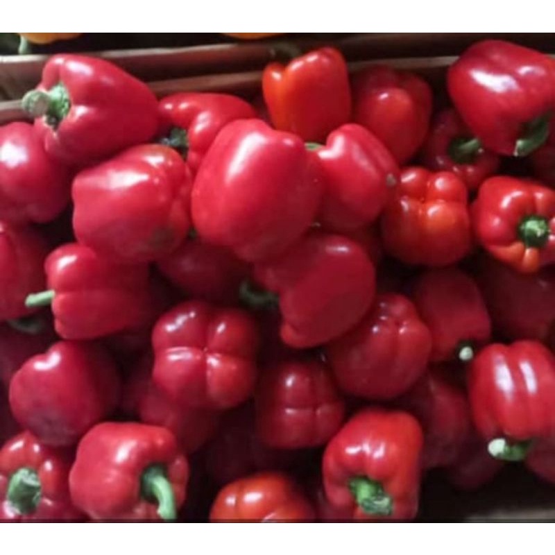 Jual paprika merah 500gr Shopee Indonesia