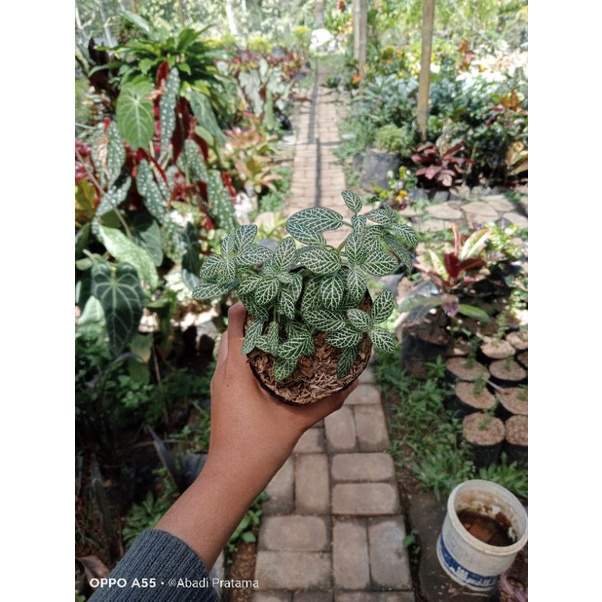 Jual Tanaman Hias Fittonia Albivenis Fittonia Verschaffelti White