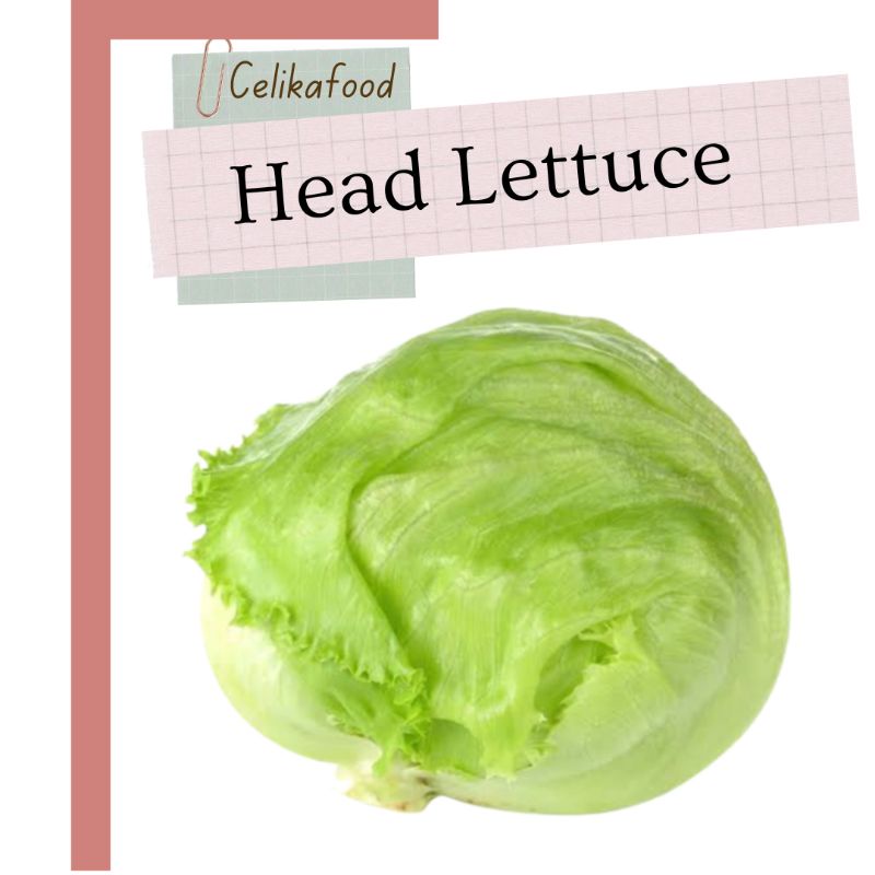 Jual Head Lettuce Selada Salad Iceberg Sayur Fresh Vegetable Shopee Indonesia
