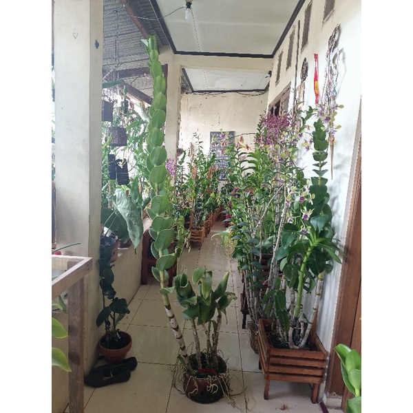 Jual Dendrobium Sincee | Shopee Indonesia