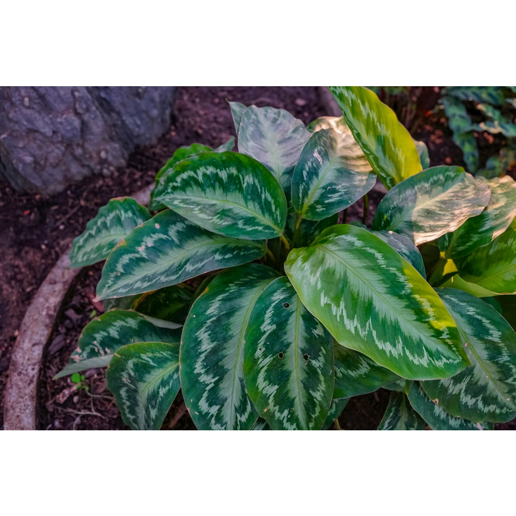 Jual Tanaman Hias Calathea Chimboracensis - Calathe Murah - Bunga Calathea  | Shopee Indonesia