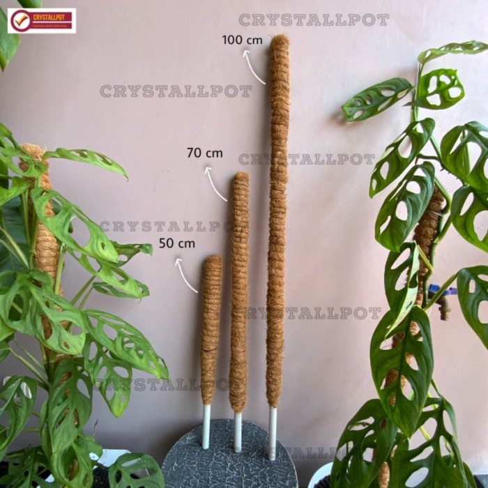 Jual [UKALM] Rambatan Tanaman Turus Peyangga Tanaman Rambat 50Cm - Pipa ...