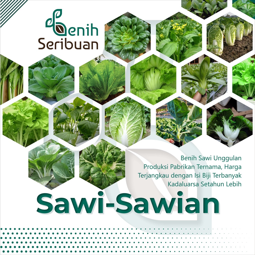 Jual Benih Seribuan Aneka Bibit Sawi Sawian Tanaman Sayur Sayuran