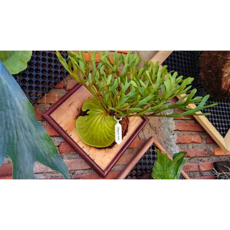 Jual Platycerium Ridleyi | Simbar | Tanduk Rusa | Tanaman eksotis ...