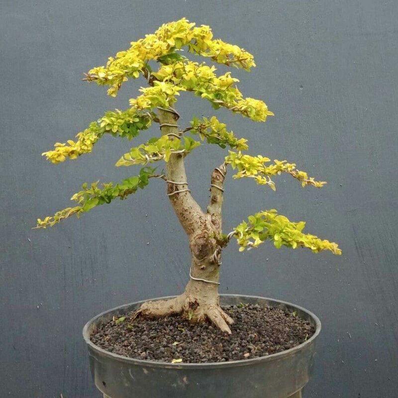 Jual tanaman bonsai golden ligustrum/kututan kuning (ligustrum ...