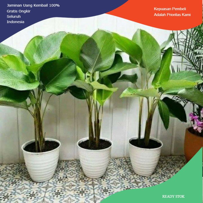 Jual Bibit Pisang Calathea Premium Tanaman Hias Pisang Calathea Shopee Indonesia