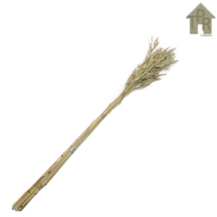 Jual Bunga Kering Avena Padi-Padian Dried Flower P80 | Shopee Indonesia