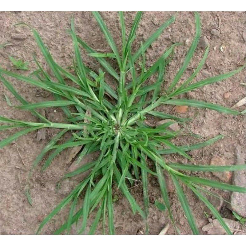 Jual RUMPUT BELULANG / RUMPUT TEKI | Shopee Indonesia