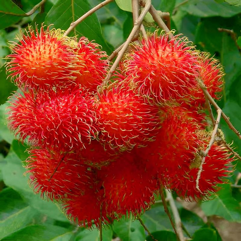 Jual Bibit Tanaman Pohon Buah Rambutan Binjai Unggul Siap Tanam ...