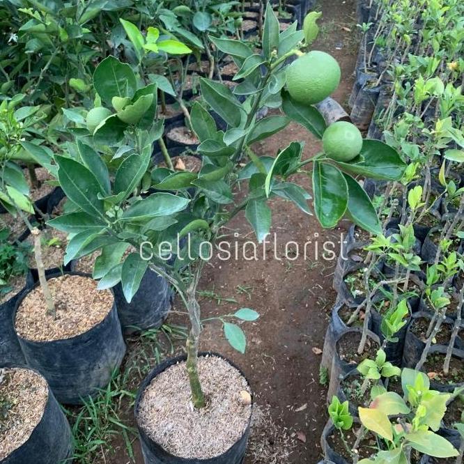 Jual joss Bibit Tanaman Buah Jeruk Baby Java / Manis Pacitan Sudah ...