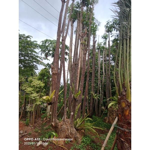 Jual pohon pule - tanaman pelindung - pohon pule grouping | Shopee ...