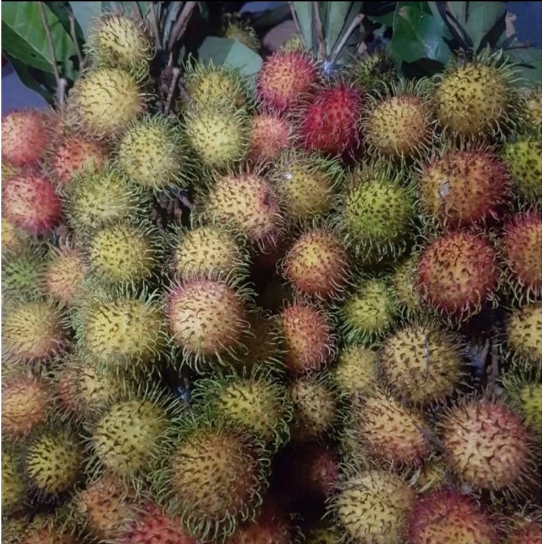 Jual Buah Rambutan Rapiah Manis 1 ikat Ngelotok Garing Buah Rambutan ...