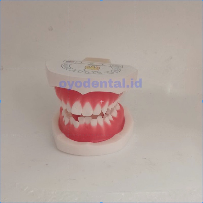 Jual Dental model study orthodontic typodont / model gigi ortho wax