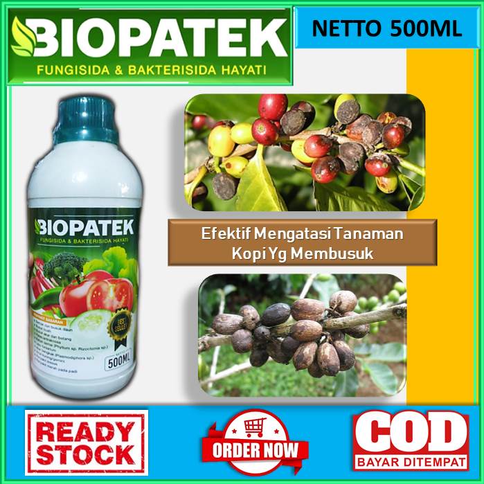 Jual Obat Busuk Buah Kopi Ampuh Mengatasi Penyakit Bercak Bercak Pada Tanaman Kopi Biopatek