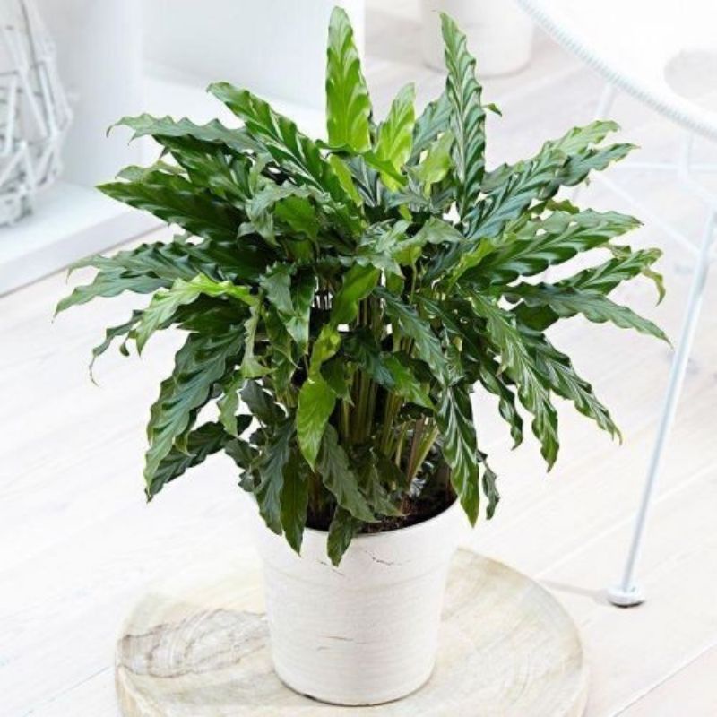 TANAMAN HIAS CALATHEA RUFIBARBA - TANAMAN HIAS CALATHEA