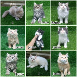 Harga munchkin hot sale kitten