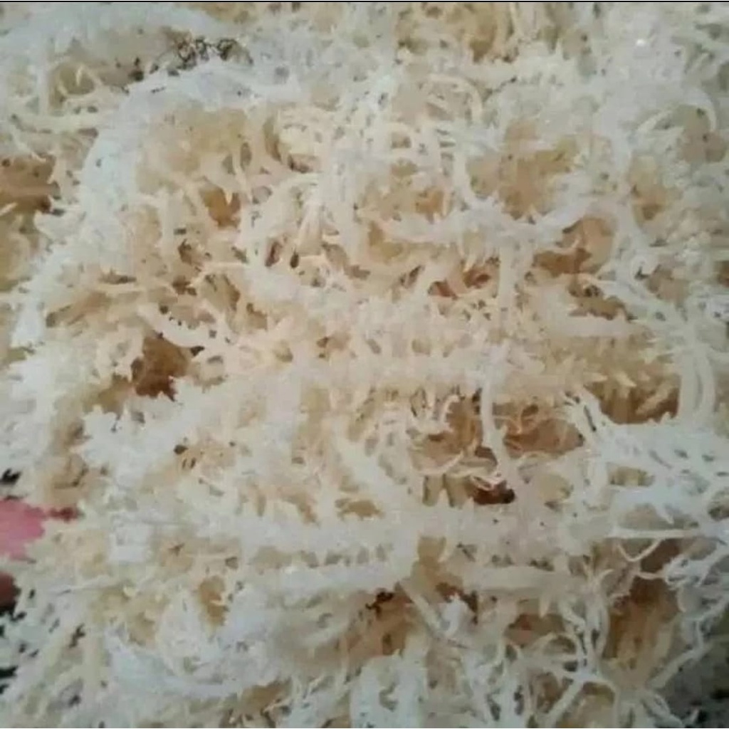 Jual RUMPUT LAUT - 250 GRAM | Shopee Indonesia