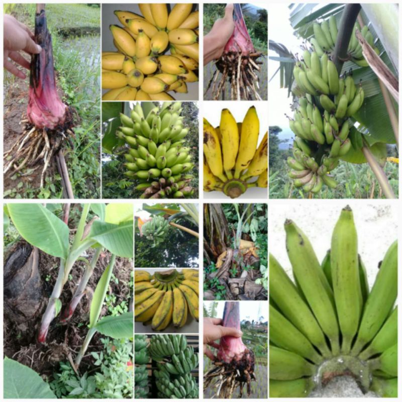 Jual 5 jenis bibit tunas pisang Shopee Indonesia