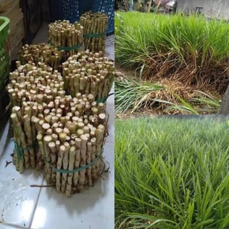Jual Bibit Rumput odot kualitas super 1kg isi (40-50) | Shopee Indonesia