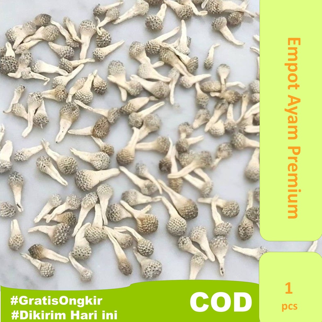 Jual Empot Ayam Madura Asli / Mpot Ayam Putih Utuh Perapat Miss V ...