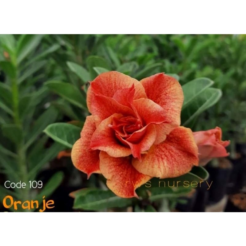 Jual NEW ADENIUM GRAFTING ORANJE (stok terbatas) | Shopee Indonesia