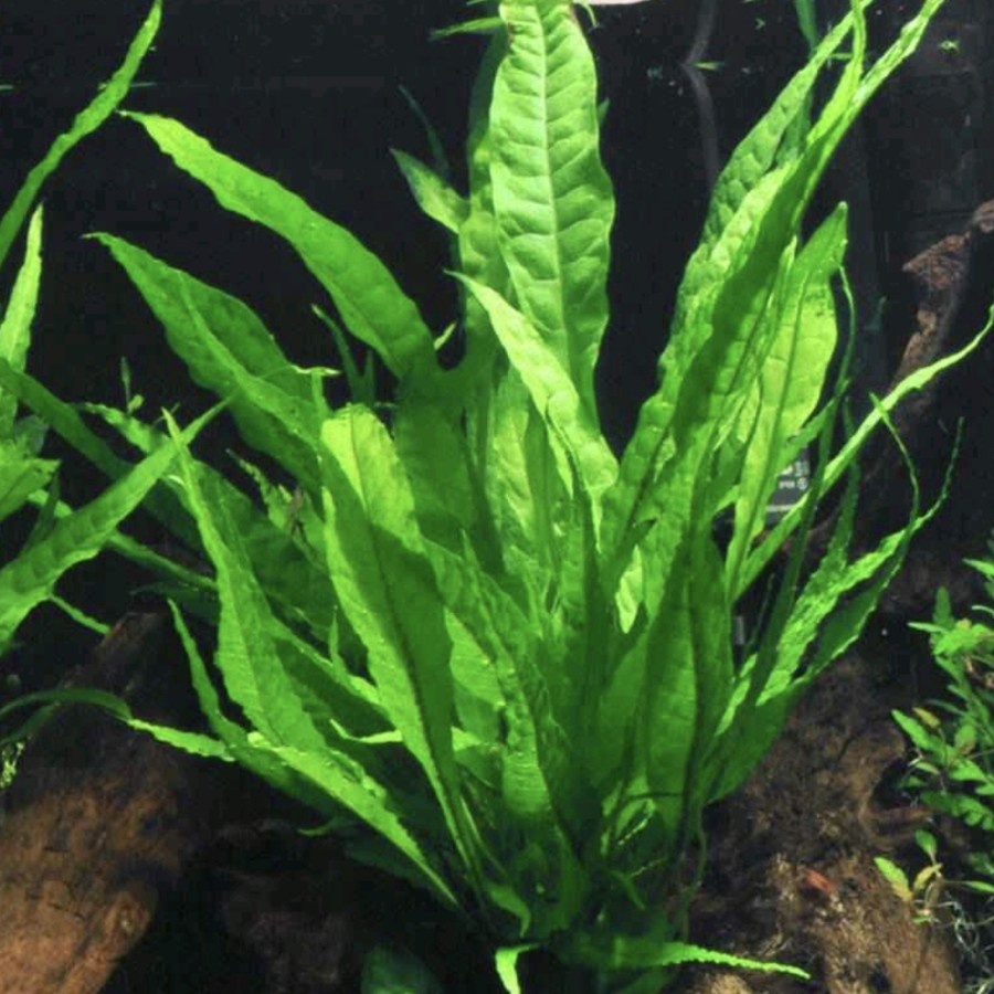 Jual Tanaman Kadaka | Microsorum Pteropus | Tanaman Low Co2 Aquarium ...