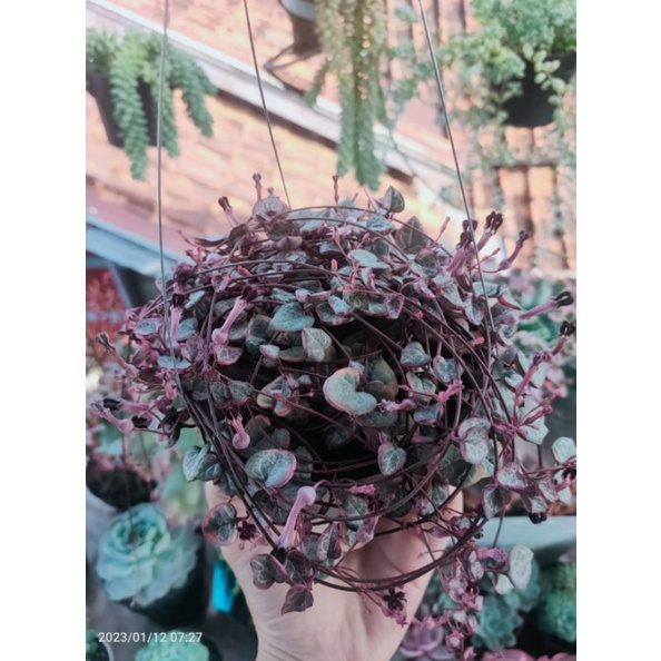 Jual Soh Var rimbun on pot 12cm free pot&media | Shopee Indonesia