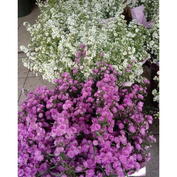 Jual Bunga potong fresh dekorasi Pikok ungu atau putih isi 20 plus