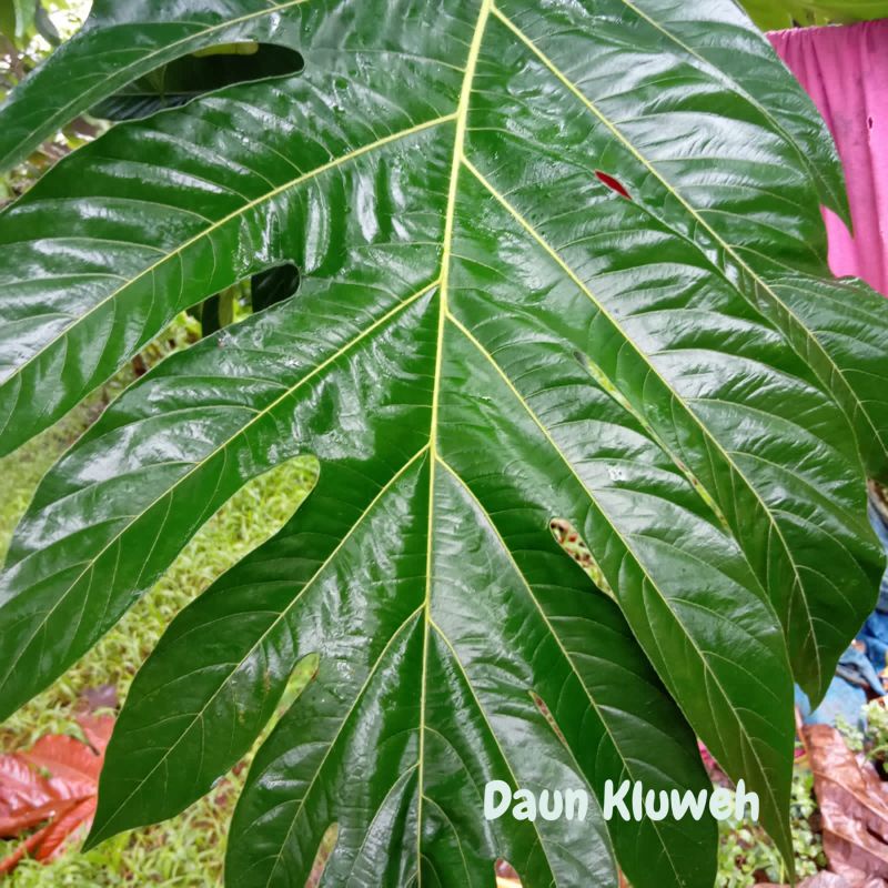 Jual Daun Kluwih atau Kluweh Petik Langsung dari Pohon | Shopee Indonesia