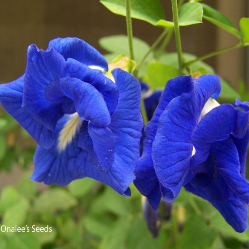 Jual Biji Benih Bunga Telang Tumpuk Biru Butterfly Pea Double Flower ...