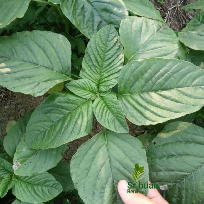 Jual ± 500 Biji Benih Bayam Raja Lokal Bayam Petik Bayam Daun Lebar ...